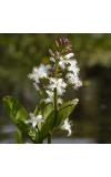 Waterdrieblad (Menyanthes Trifoliata) moerasplant (6-stuks)