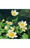 Witte dotterbloem (Caltha palustris “alba”) moerasplant (6-stuks)