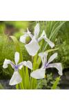 Witte Japanse iris (Iris Laevigata “Snowdrift”) moerasplant (6-stuks)