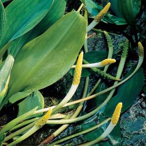 Afbeelding Goudknots (Orontium aquaticum) moerasplant - 6 stuks door Vijverexpress.nl